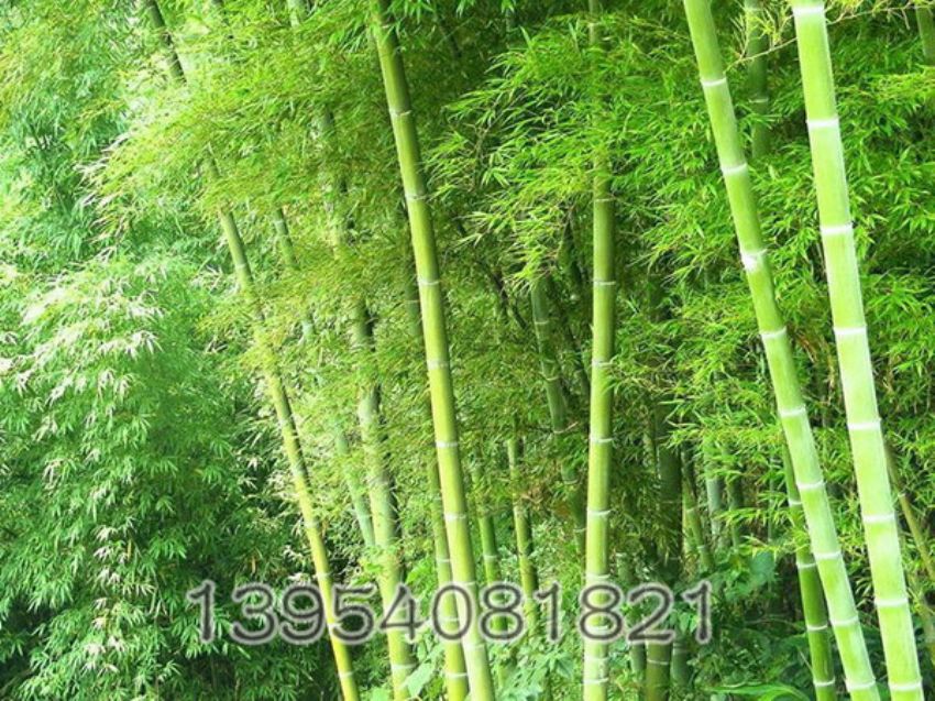 点击查看详细信息<br>标题：竹子 阅读次数：917