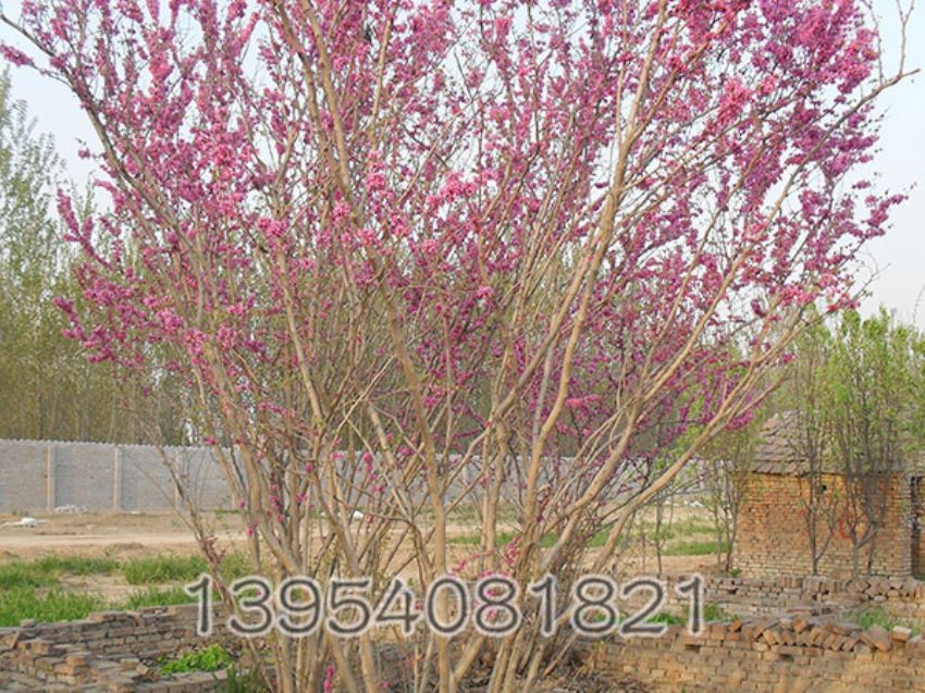 点击查看详细信息<br>标题：紫荆 阅读次数：930