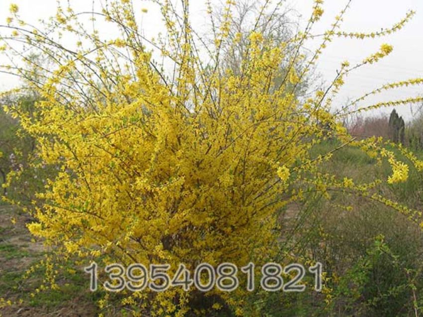点击查看详细信息<br>标题：连翘 阅读次数：912