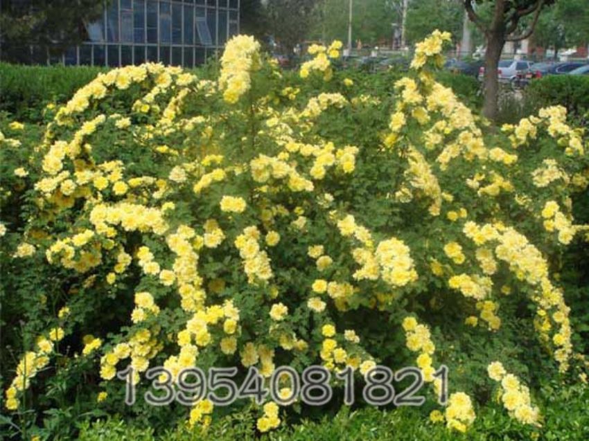 点击查看详细信息<br>标题：黄刺玫 阅读次数：927