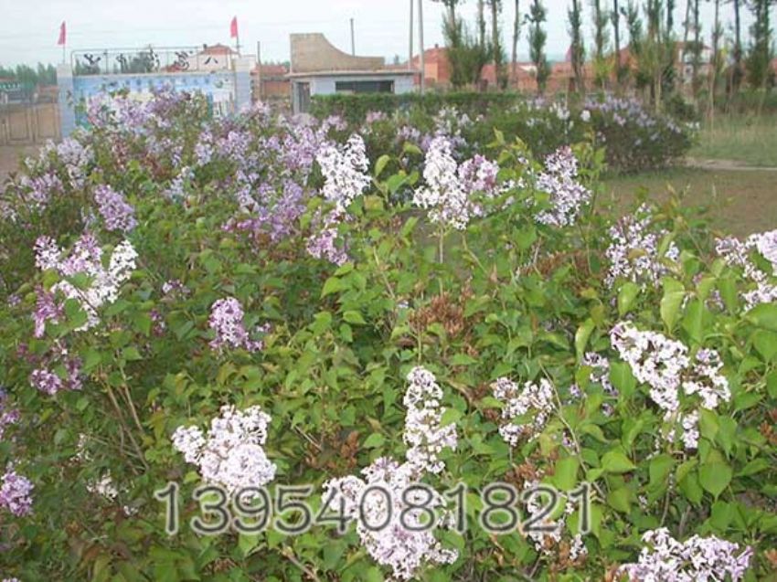 点击查看详细信息<br>标题：丁香 阅读次数：1059