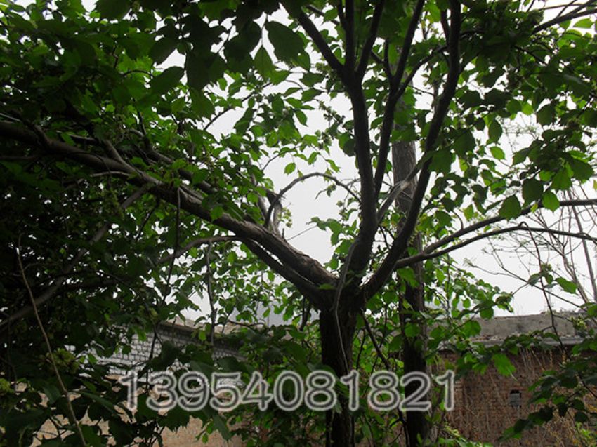 点击查看详细信息<br>标题：榆树 阅读次数：1467