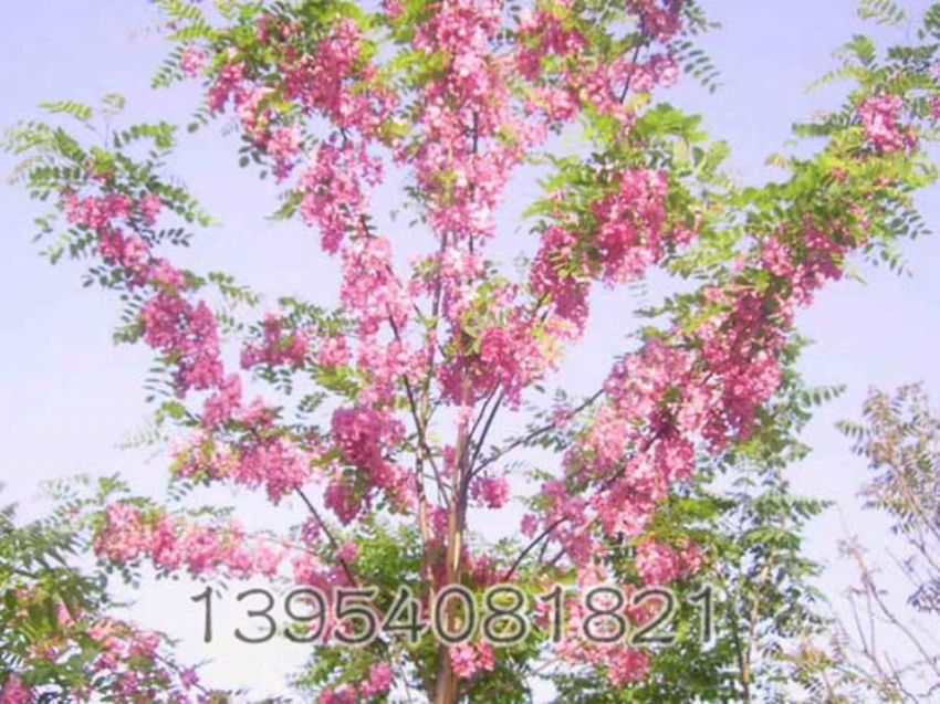 点击查看详细信息<br>标题：香花槐 阅读次数：957