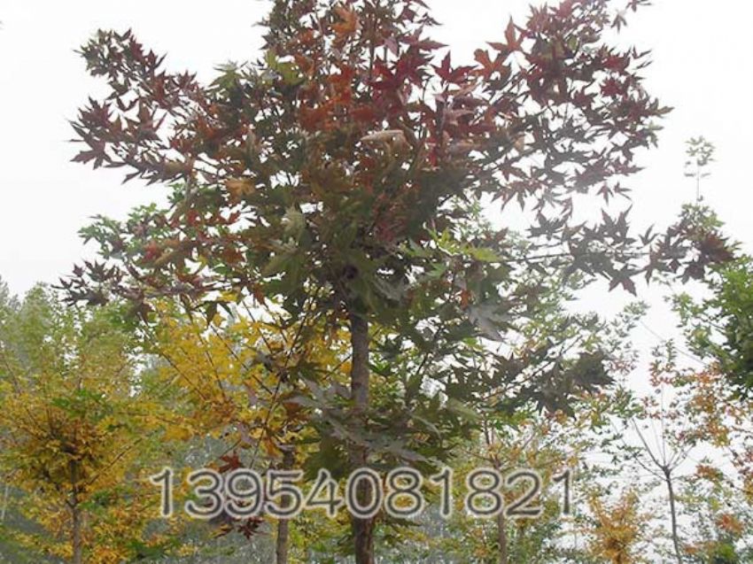点击查看详细信息<br>标题：五角枫 阅读次数：1481