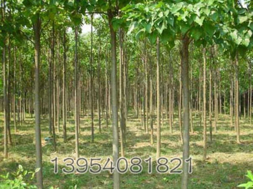 点击查看详细信息<br>标题：楸树 阅读次数：939