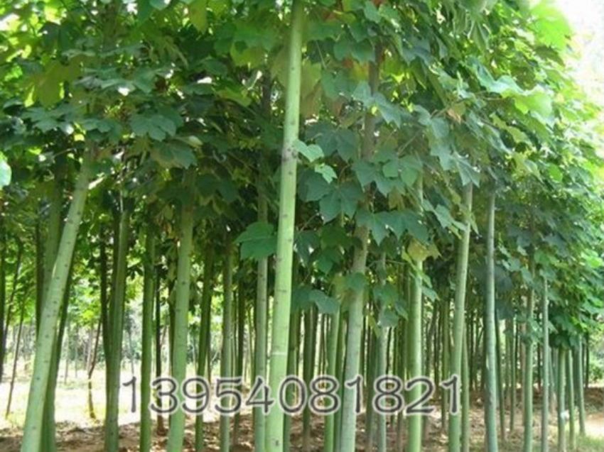 点击查看详细信息<br>标题：青桐 阅读次数：899