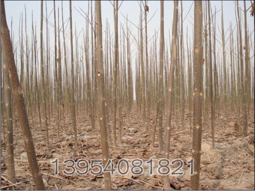 点击查看详细信息<br>标题：泡桐 阅读次数：908