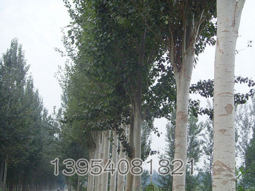 点击查看详细信息<br>标题：毛白杨 阅读次数：850