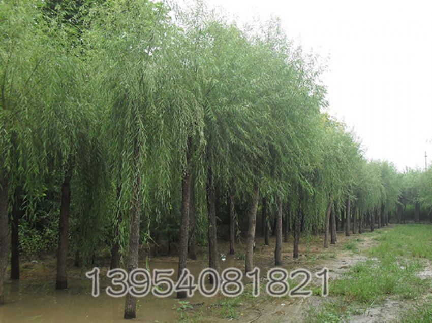 点击查看详细信息<br>标题：馒头柳 阅读次数：854