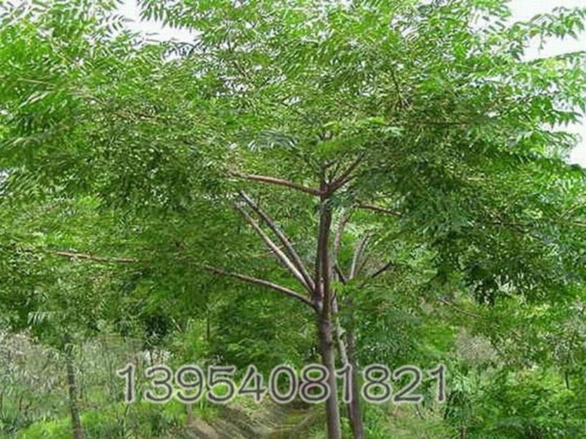 点击查看详细信息<br>标题：苦楝 阅读次数：801