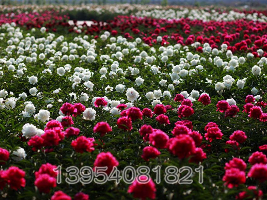 点击查看详细信息<br>标题：芍药基地 阅读次数：2380