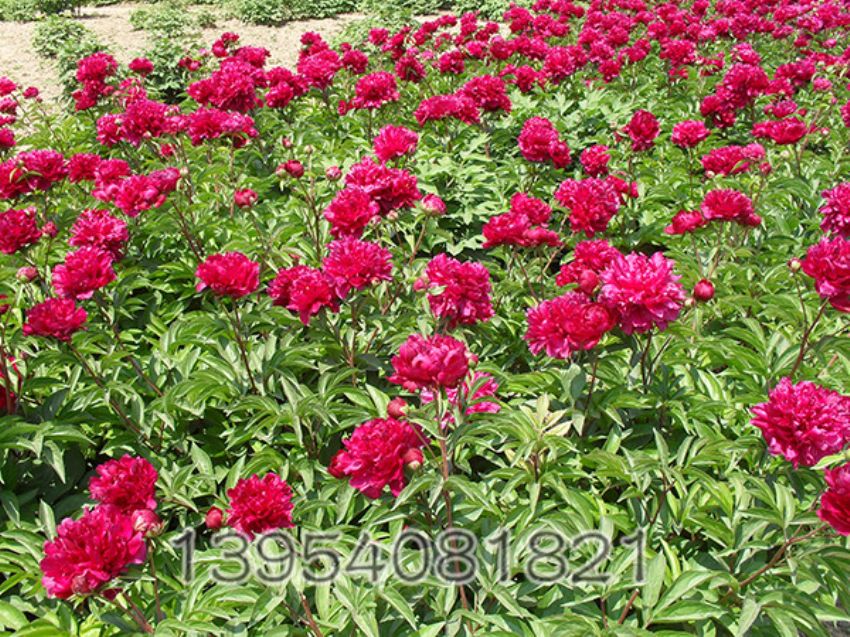 点击查看详细信息<br>标题：芍药基地 阅读次数：2289