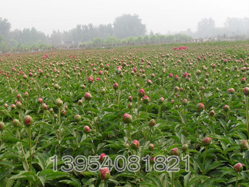 点击查看详细信息<br>标题：芍药规范化生产 阅读次数：2318
