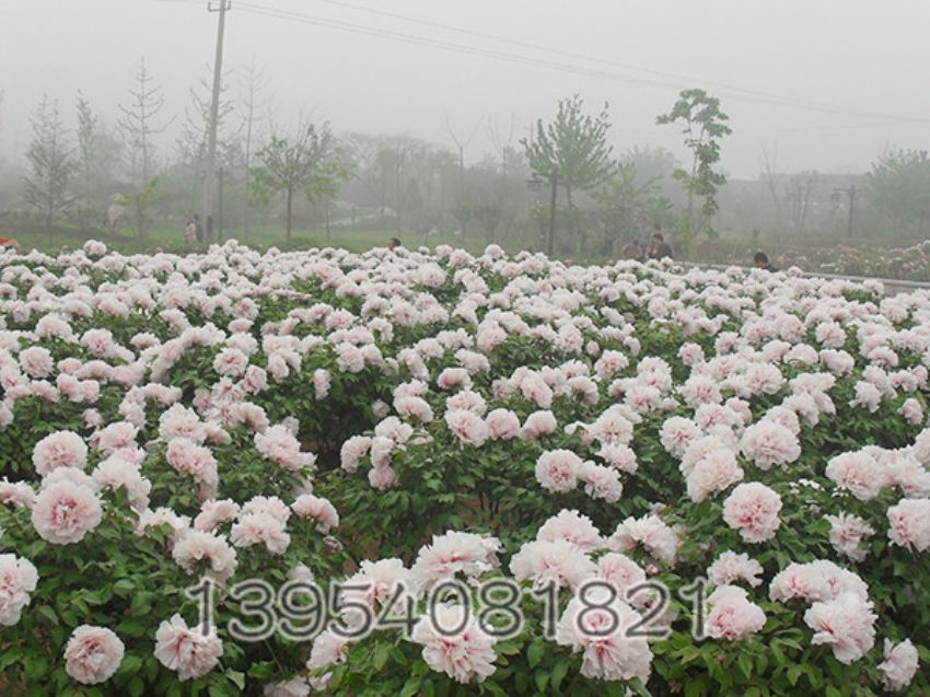 点击查看详细信息<br>标题：雪映桃花 阅读次数：2684