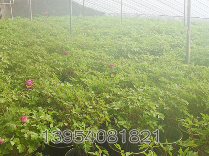 点击查看详细信息<br>标题：温室大棚催花 阅读次数：2425