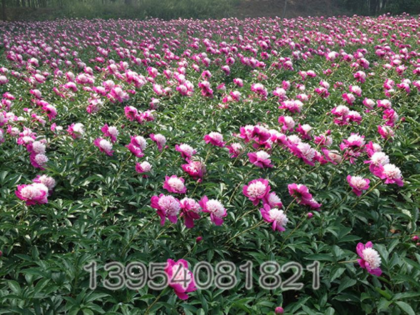 点击查看详细信息<br>标题：奇花露霜一角 阅读次数：3187