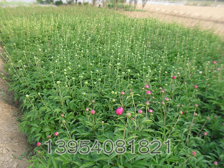 点击查看详细信息<br>标题：芍药基地 阅读次数：2687