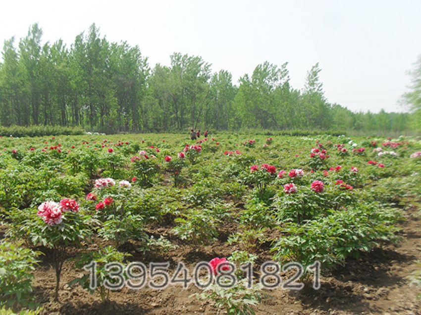 点击查看详细信息<br>标题：牡丹基地 阅读次数：2359