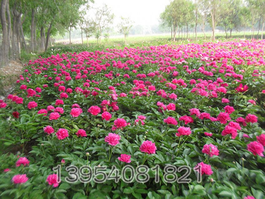 点击查看详细信息<br>标题：芍药基地 阅读次数：2512