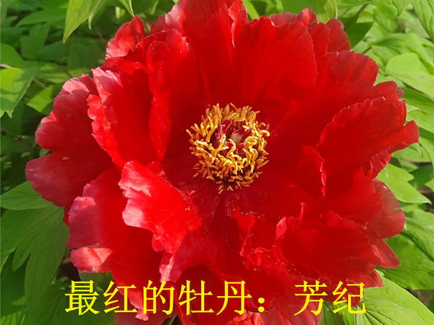 点击查看详细信息<br>标题：芳妃 阅读次数：1282