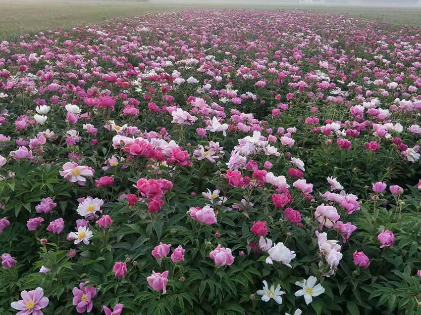 点击查看详细信息<br>标题：工程芍药 阅读次数：739