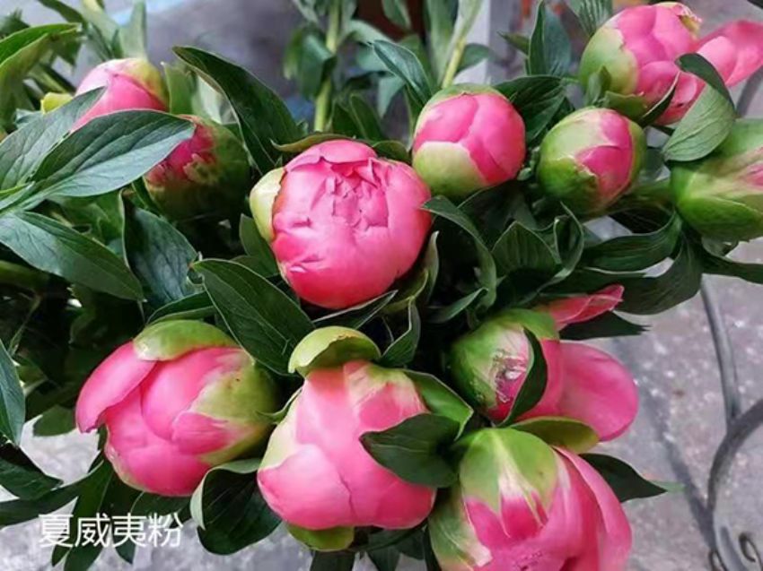 点击查看详细信息<br>标题：夏威夷粉 阅读次数：627