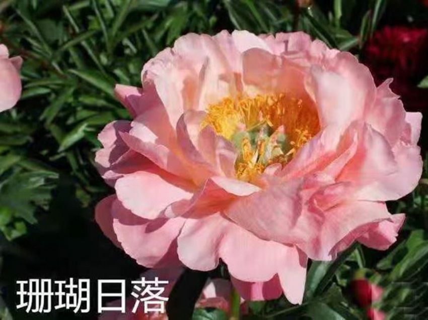 点击查看详细信息<br>标题：珊瑚日落 阅读次数：284