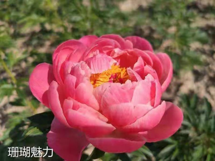 点击查看详细信息<br>标题：珊瑚魅力 阅读次数：266