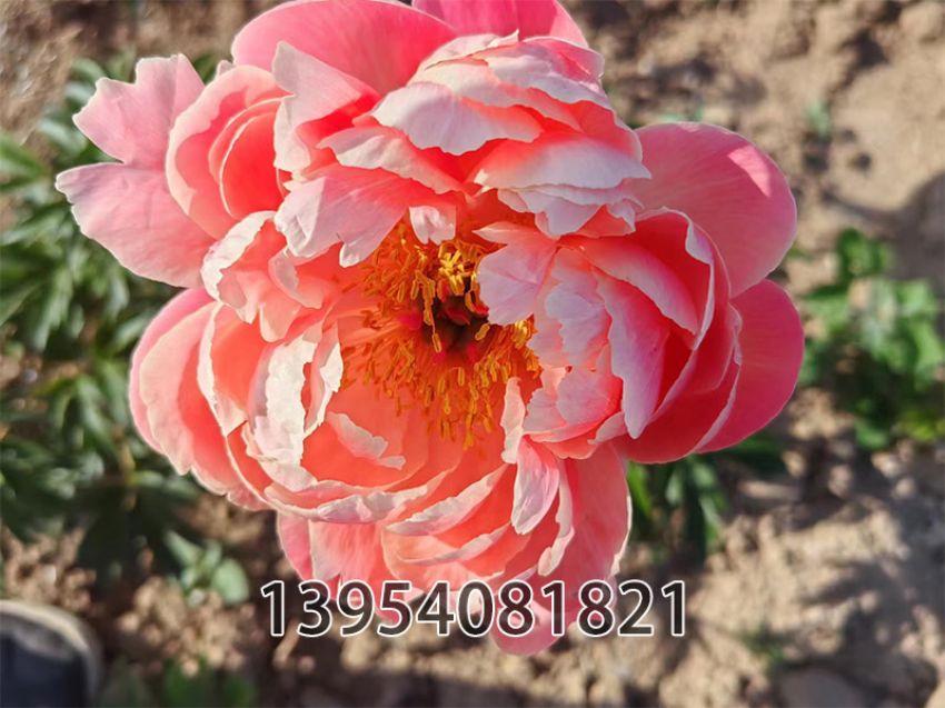 点击查看详细信息<br>标题：珊瑚日蕗 阅读次数：205
