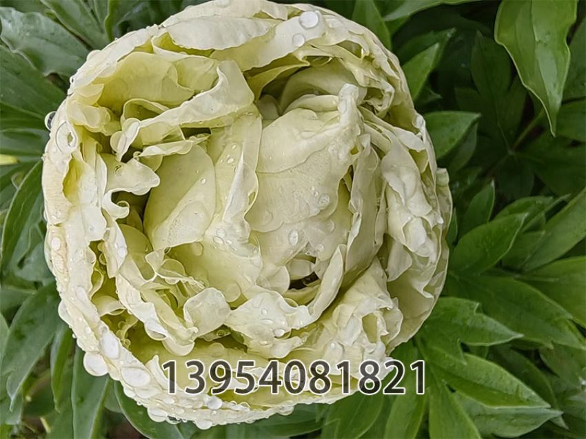 点击查看详细信息<br>标题：绿宝石 阅读次数：253