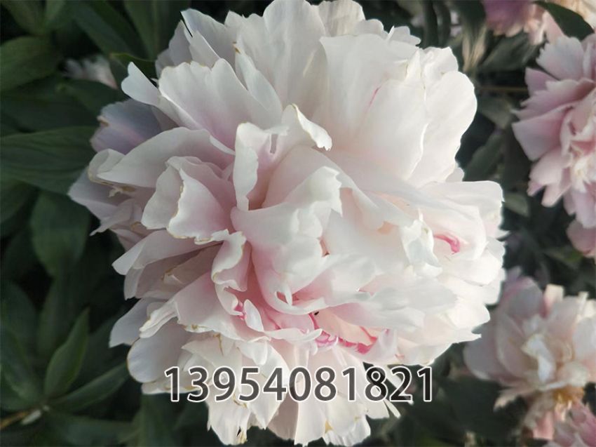 点击查看详细信息<br>标题：玉芙蓉 阅读次数：254