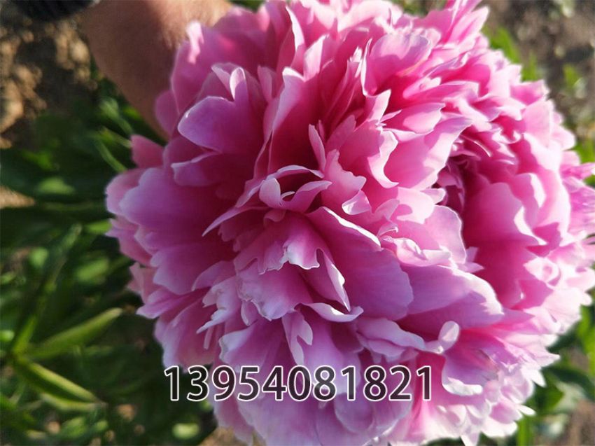 点击查看详细信息<br>标题：蓝富人 阅读次数：354