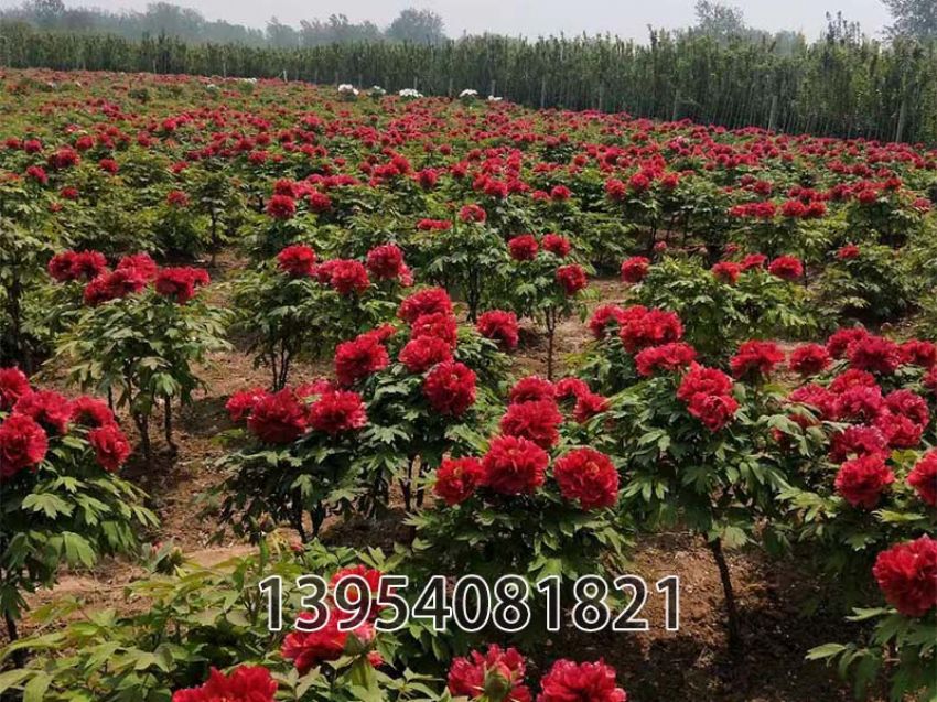 点击查看详细信息<br>标题：芳纪 阅读次数：411