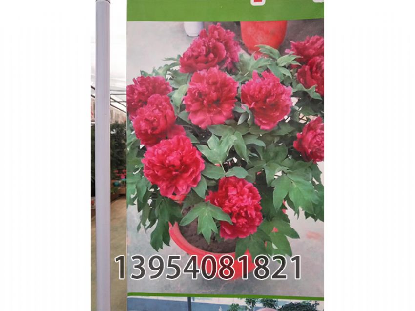 点击查看详细信息<br>标题：红宝石 阅读次数：391