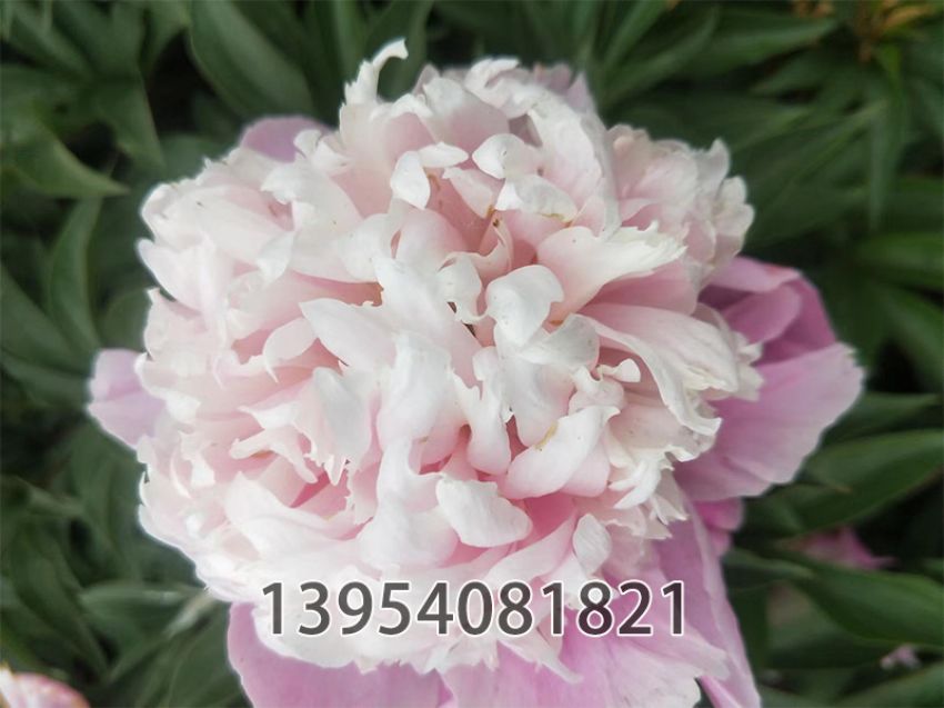点击查看详细信息<br>标题：粉凌红花 阅读次数：225