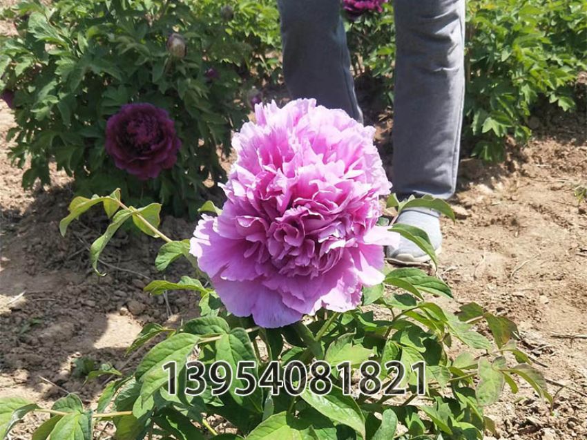 点击查看详细信息<br>标题：青翠蓝 阅读次数：360