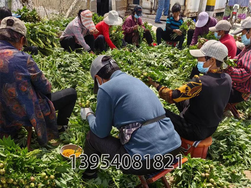 点击查看详细信息<br>标题：巴茨拉切花现场 阅读次数：401