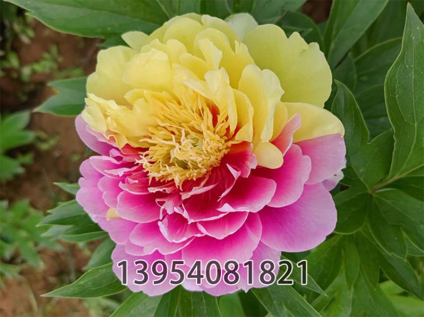 点击查看详细信息<br>标题：复色巴茨拉 阅读次数：438