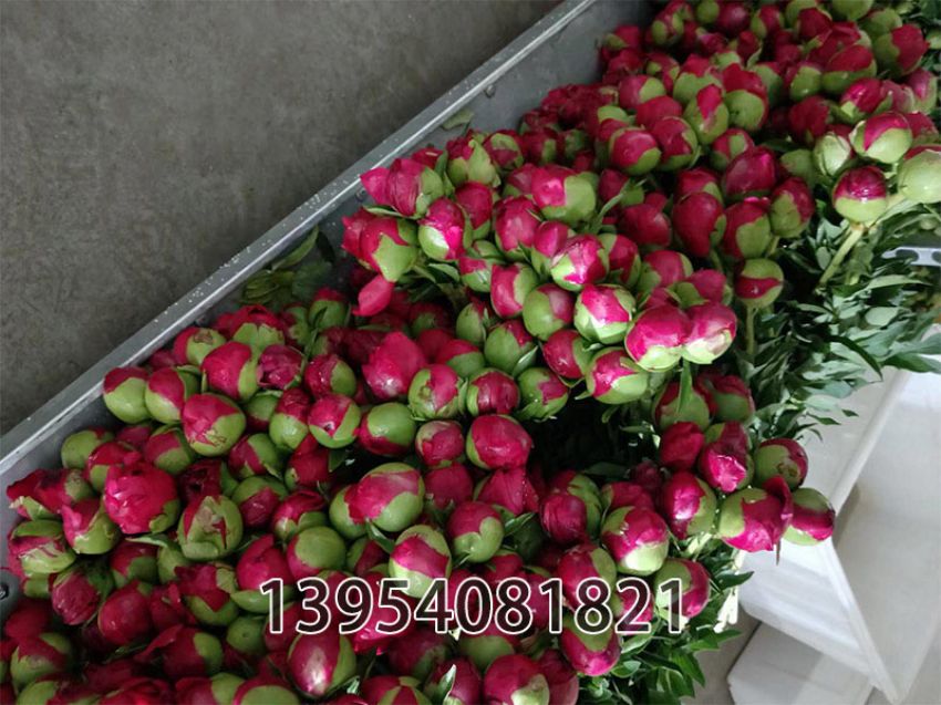 点击查看详细信息<br>标题：红色魅力切花 阅读次数：372
