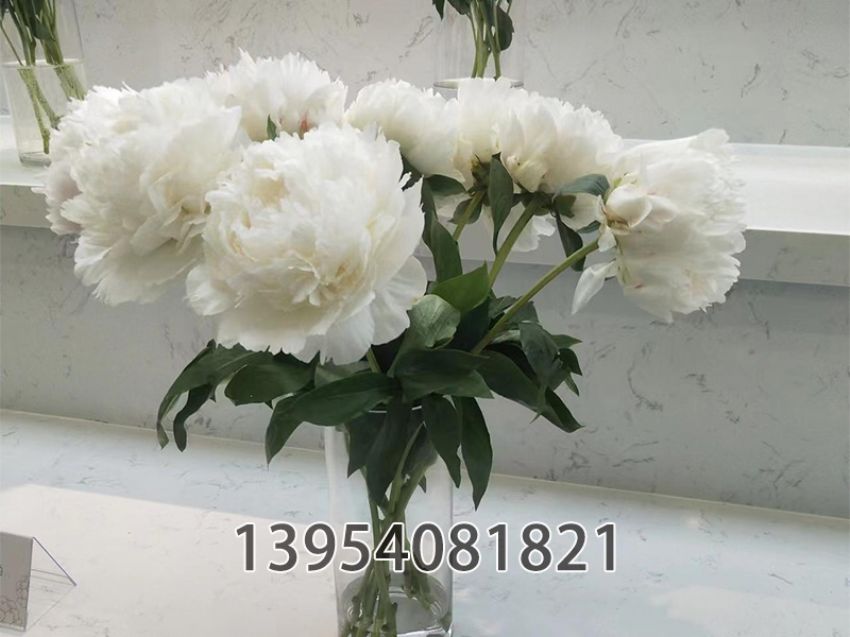 点击查看详细信息<br>标题：奶油碗 阅读次数：414