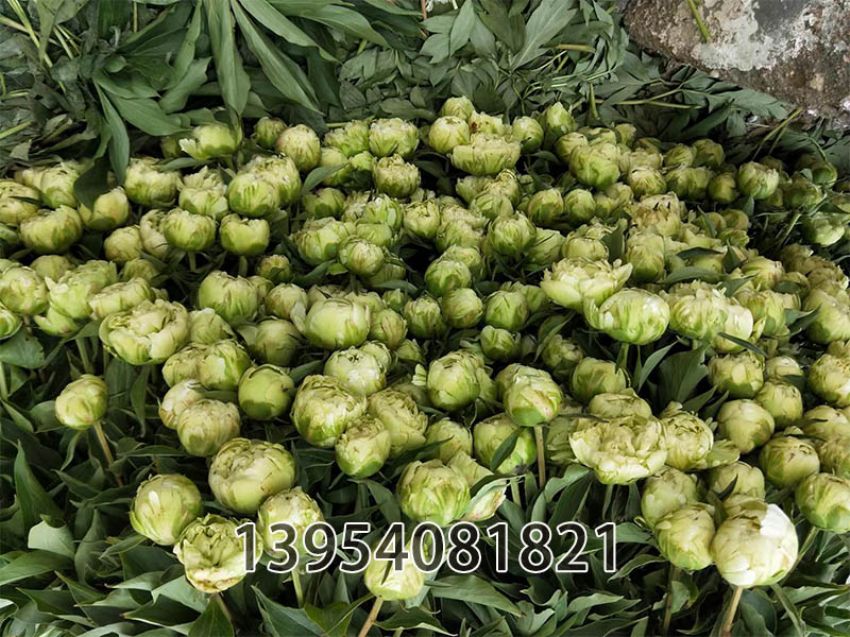 点击查看详细信息<br>标题：绿宝石切花 阅读次数：417
