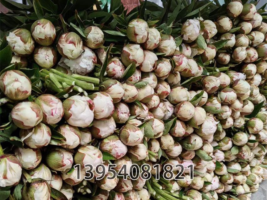 点击查看详细信息<br>标题：奶油碗切花 阅读次数：376