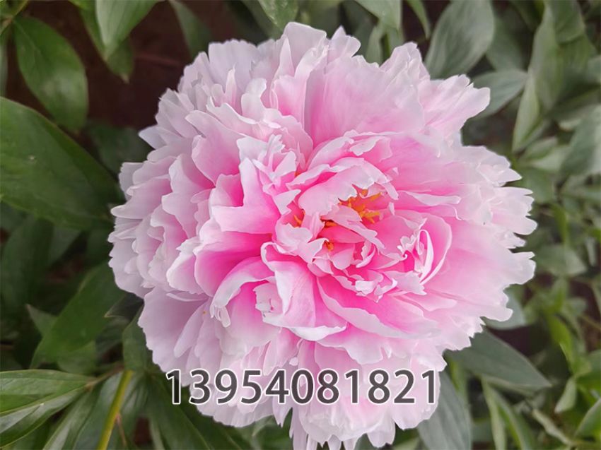 点击查看详细信息<br>标题：莎拉 阅读次数：382