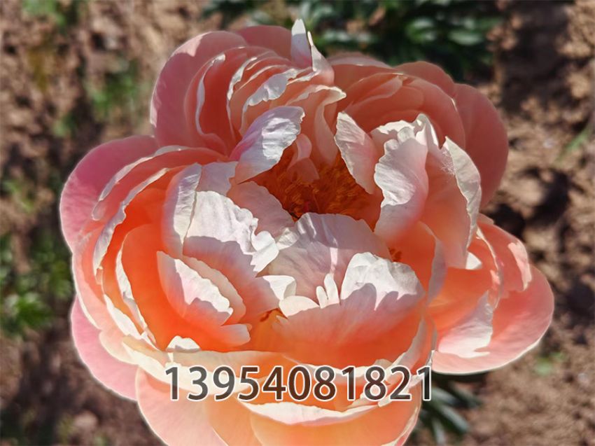 点击查看详细信息<br>标题：珊瑚 阅读次数：386
