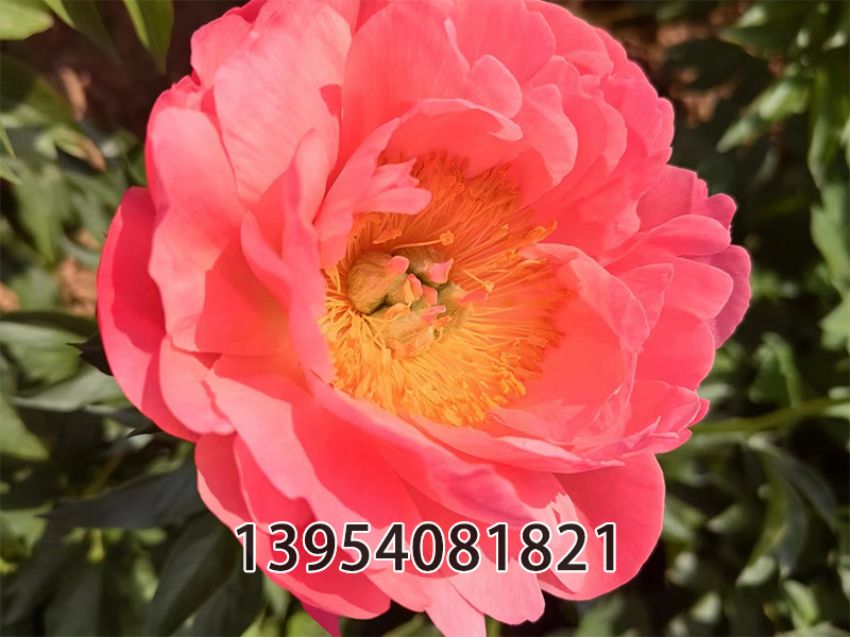 点击查看详细信息<br>标题：珊瑚魅力 阅读次数：415