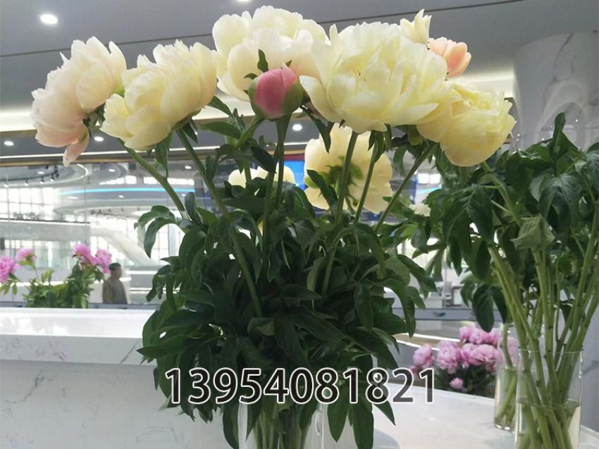 点击查看详细信息<br>标题：珊瑚日落 阅读次数：432