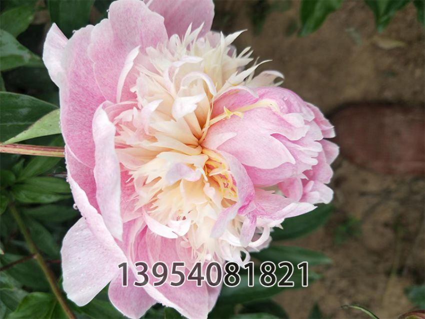 点击查看详细信息<br>标题：雨润奇花 阅读次数：208