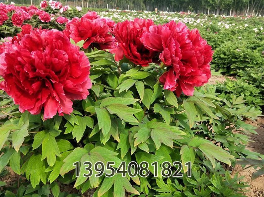 点击查看详细信息<br>标题：独杆牡丹芳纪 阅读次数：573