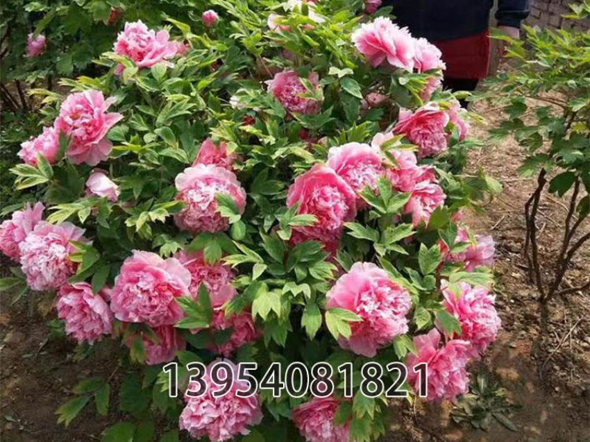 点击查看详细信息<br>标题：银红巧对 阅读次数：542