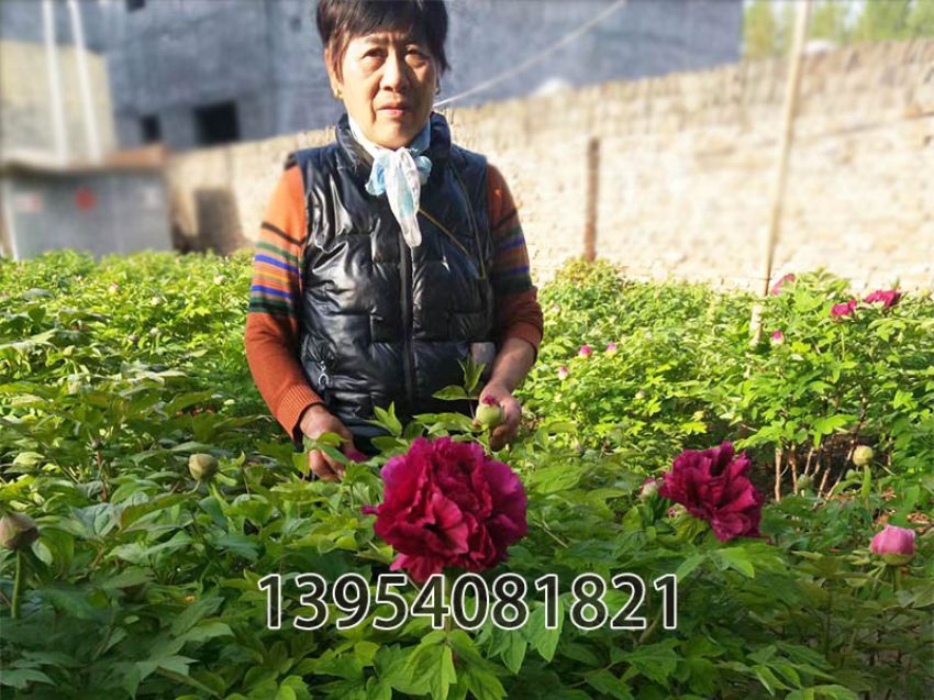 点击查看详细信息<br>标题：黑妞 阅读次数：585